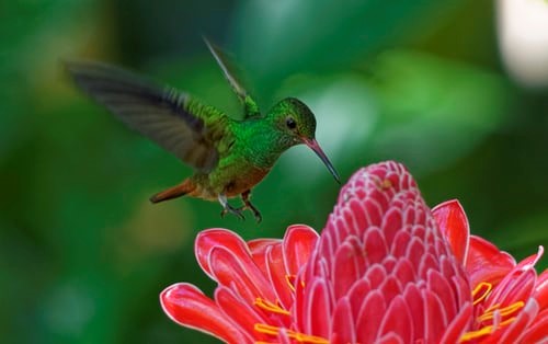photo colibri